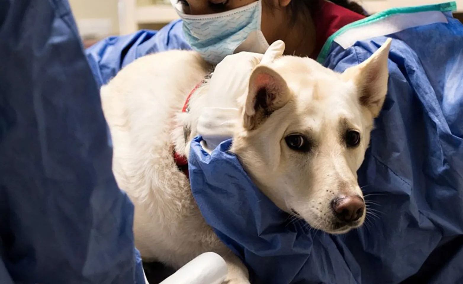 Veterinarians holding white dog during chemotherapy